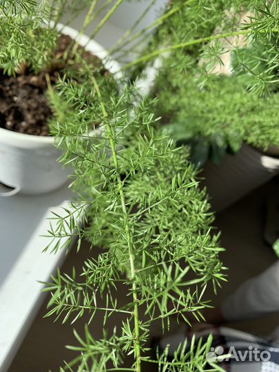 Аспарагус Мейера