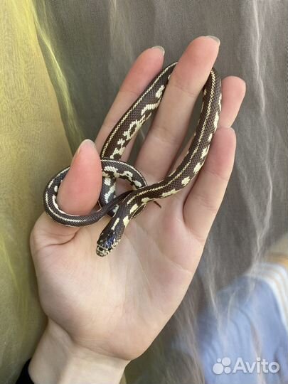 Королевская змея