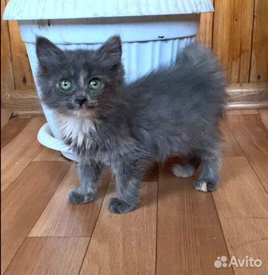 Кошка в дар