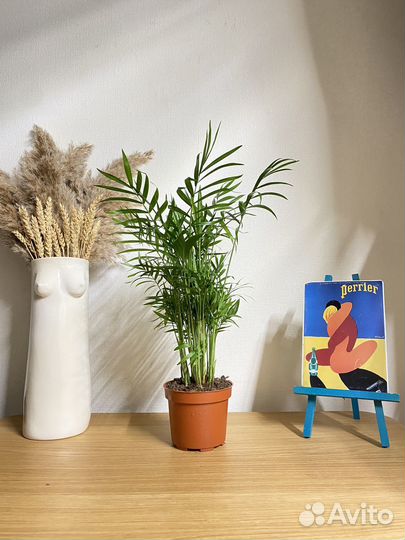 Пальма хамедорея элеганс