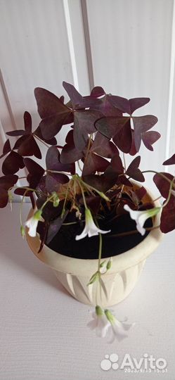 Цветок с красивыми Кислица бабочка оксализ