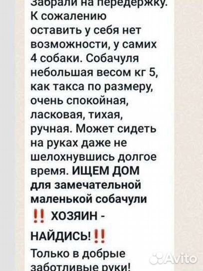 Собака ищет дом