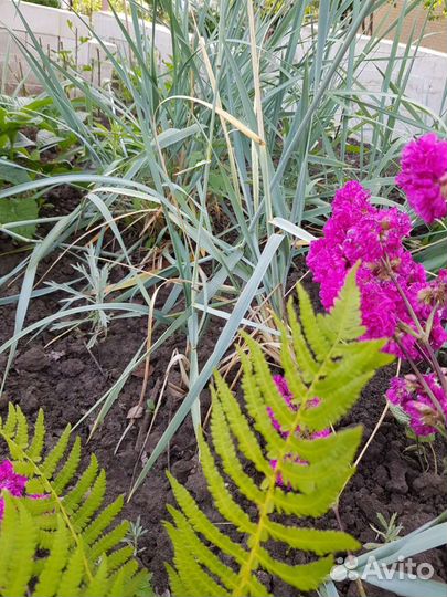 Растения для сада