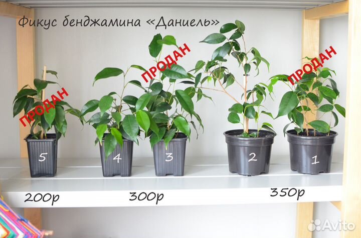 Фикус Бенджамина Даниель