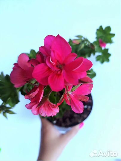 Плющелистная пеларгония