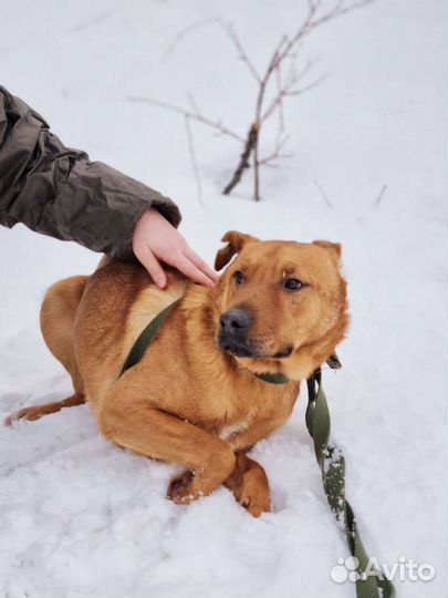Собака в добрые руки из приюта бесплатно