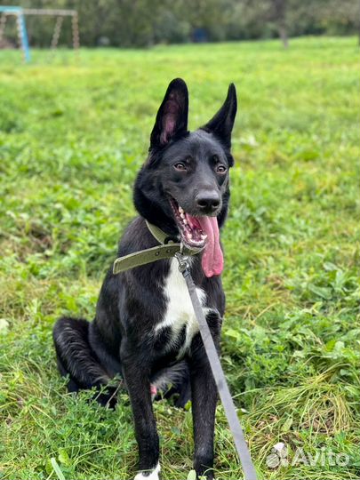 Кто увидит Графа, пожалуйста, сразу сообщите мне