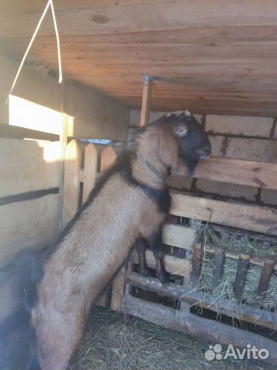 Вязка Нубийский козел