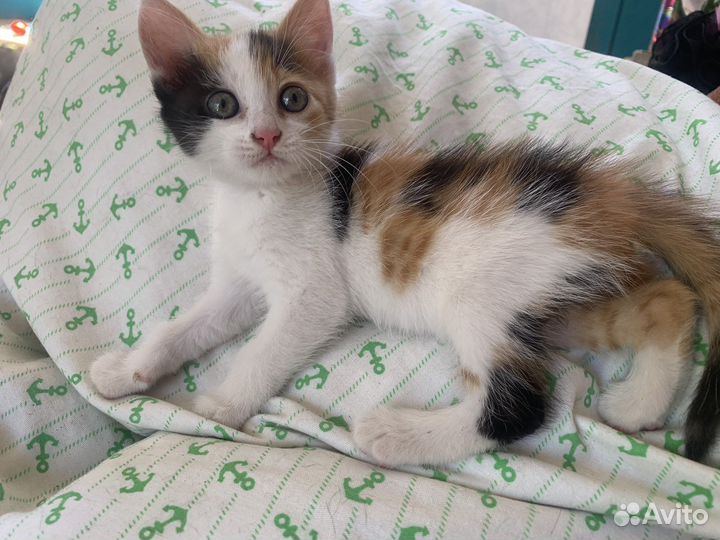 Котенок в добрые руки
