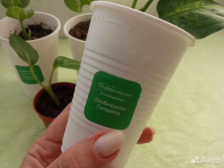 Диффенбахия компакта