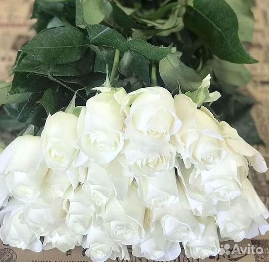 51 Роза, Букеты Цветы Розы 25 101 501 1001