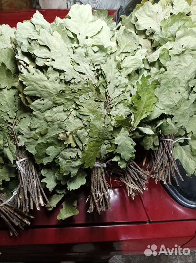 Веники дуб берёза клен осина рябина