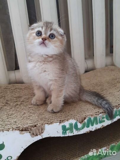 Шотландские котята