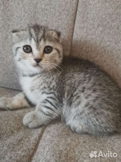 Котята шотландцы