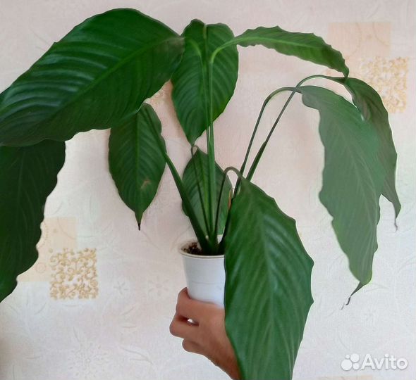 Комнатные растения и обмен