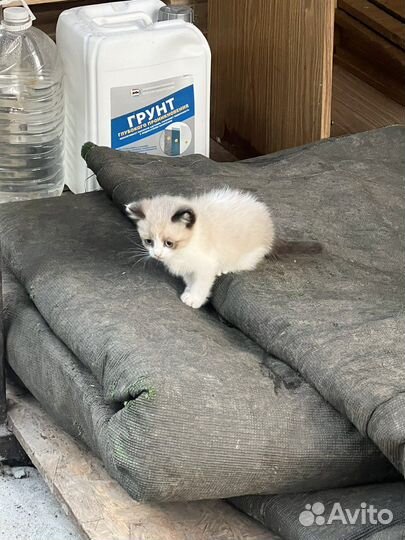 Котята бесплатно