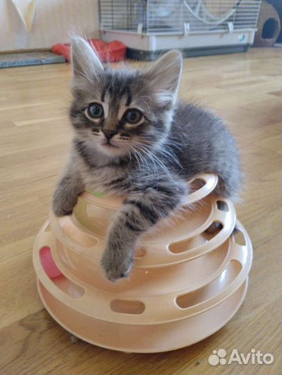 Котенок-мальчик в дар