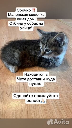 Котёнок в добрые руки