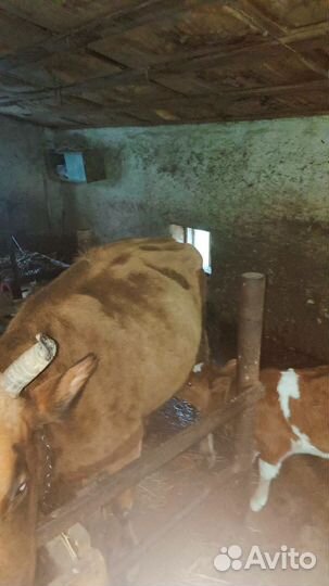 Коровы и телята