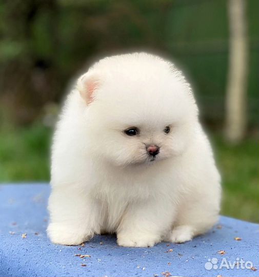 Померанский шпиц девочка