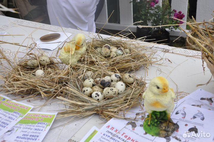Яйца перепелиные фермерские