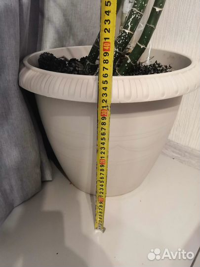 Диффенбахия, комнатное растение 2м высотой