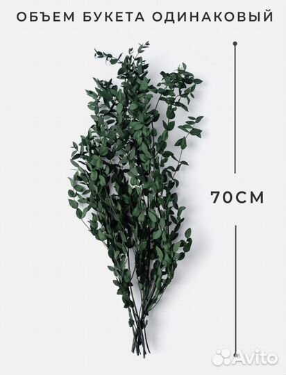 Эвкалипт стабилизированный сухоцветы