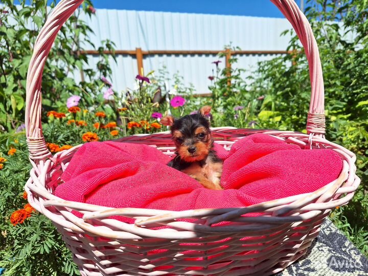 Йоркширский терьер