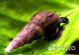 Улитка Мелания