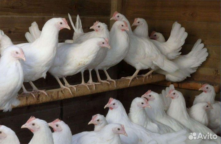 Несушки молодки с доставкой на дом