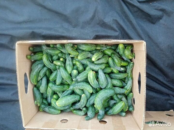 Огурец феникс не кандицыя