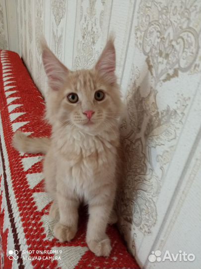 Котята мейн-кун