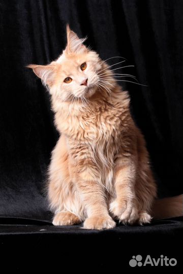 Котята мейн-кун Кремовый мрамор Полидакт