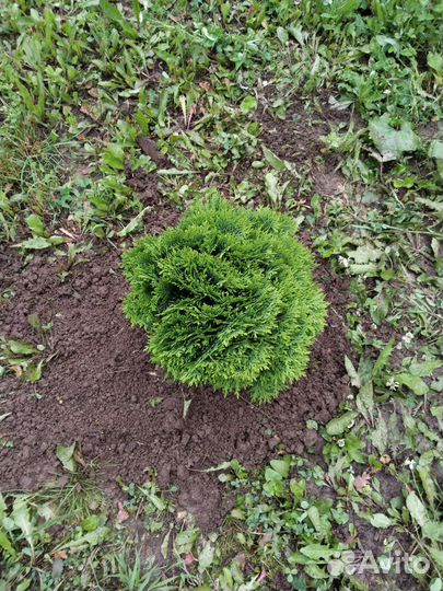 Туя шаровидная даника