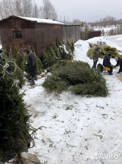 Ель копанная