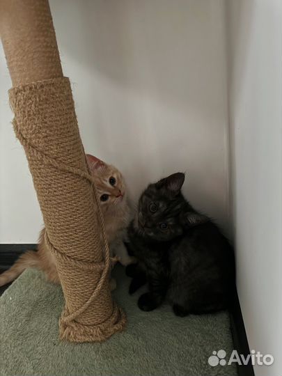 Котята