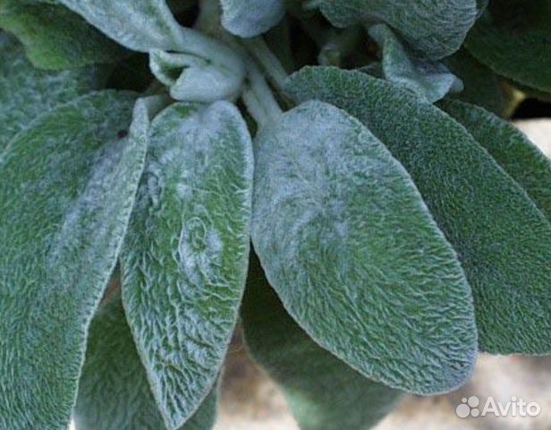 Цветок с опушенными листьями. Чистец шерстистый. Традесканция силамонта. Чистец шерстистый рассада. Стахис шерстистый чистец византийский.