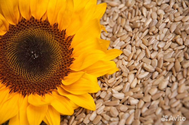 Семечки. Пшеница. Оптом