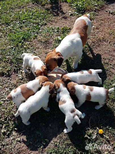 Щенки джек Рассел терьер