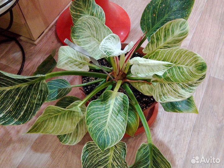 Распродажа