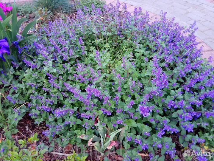 Рассада пряных трав