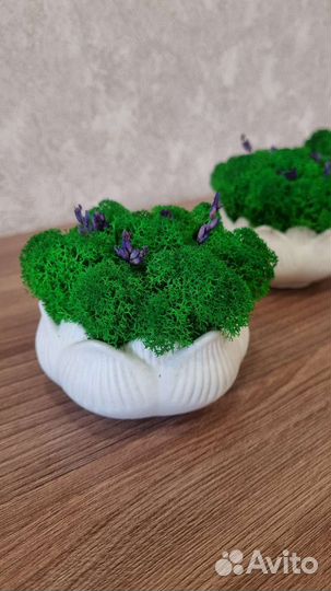 Кашпо подарок со мхом и лавандой