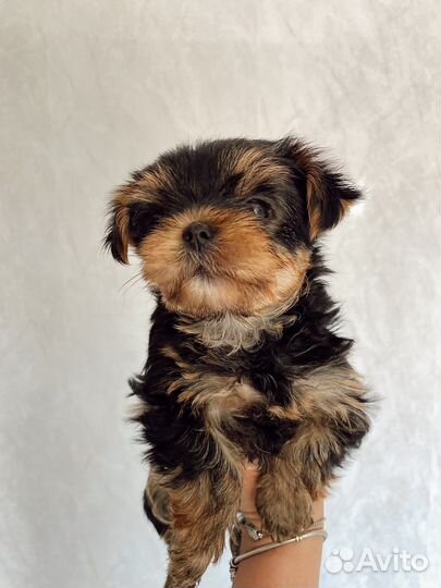 Йоркширский терьер девочка