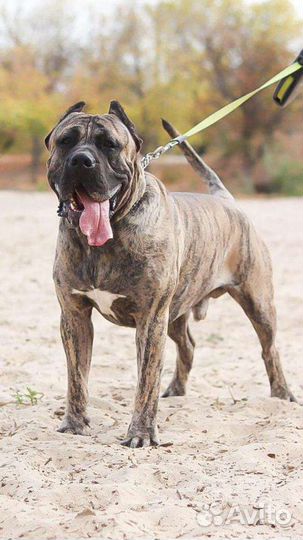 Преса Канарио (Канарский дог) Вязка