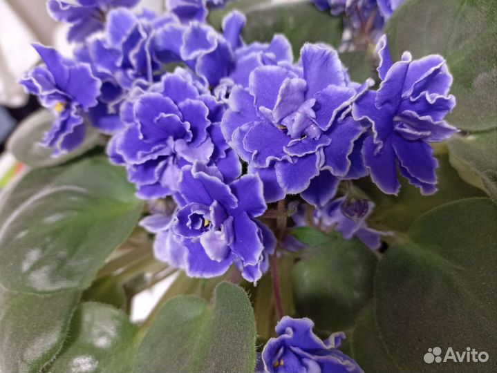 Комнатные цветы, Фиалка