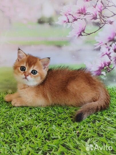 Котята золотого окраса