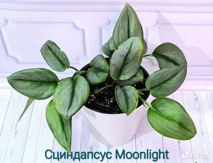 Сциндапсус Moonlight