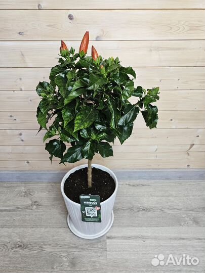 Гибискус Красный Дерево цветёт с бутонами