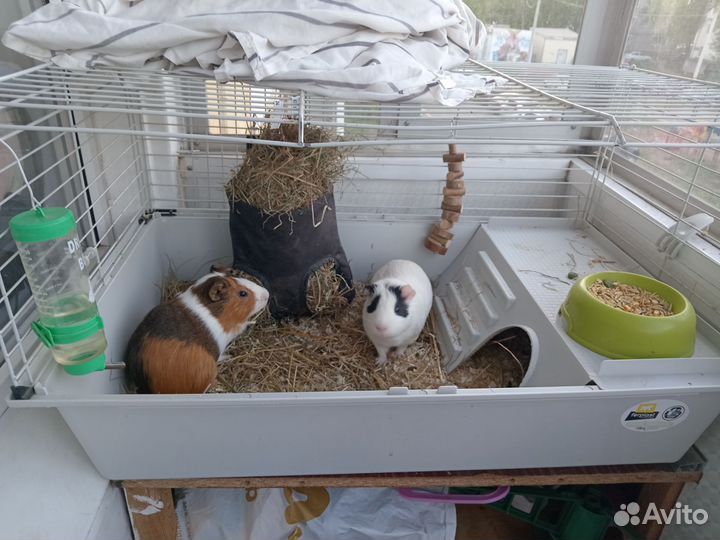 Морские свинки