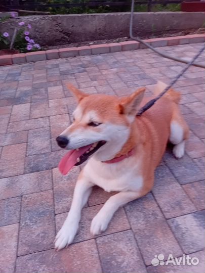 Собака в добрые руки отдам бесплатно